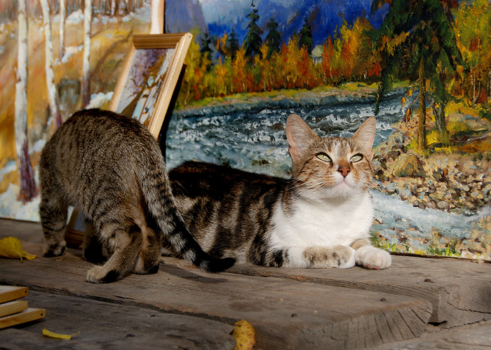 коты